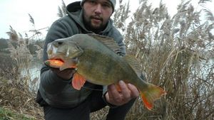 European Perch