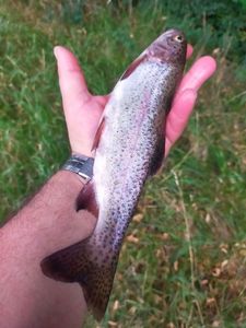 Rainbow Trout