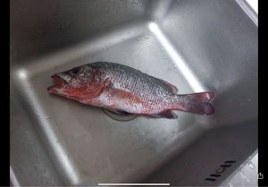 African Red Snapper