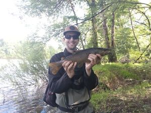 Brown Trout