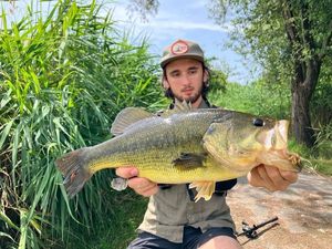 Largemouth Bass