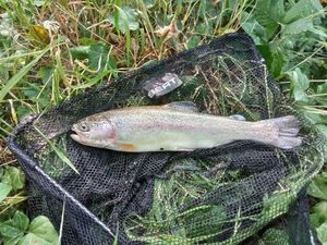 Rainbow Trout