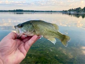 Largemouth Bass