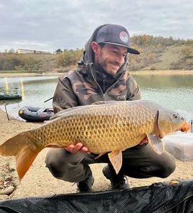 Common Carp