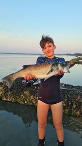 European Bass (Seabass)
