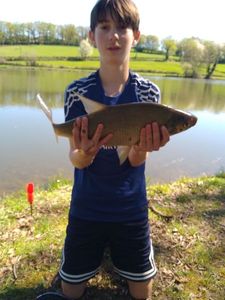 Common Bream