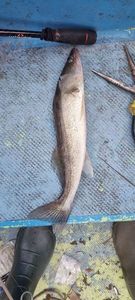 Zander