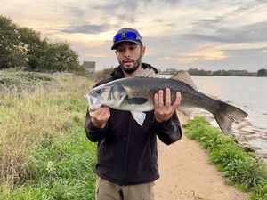 European Bass (Seabass)