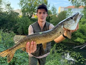 Northern Pike