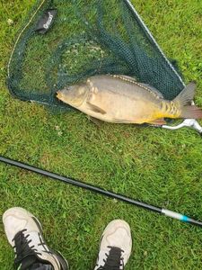 Mirror Carp