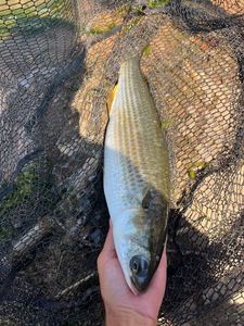 Flathead Grey Mullet