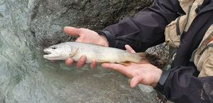 Brown Trout