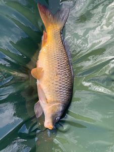 Common Carp