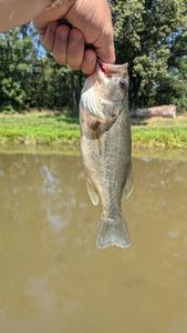 Largemouth Bass