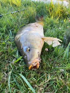 Mirror Carp