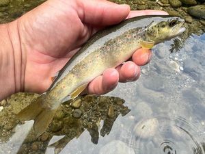 Brown Trout