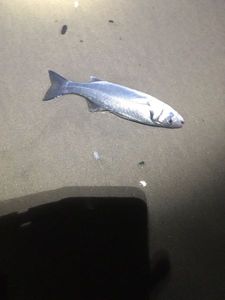 European Bass (Seabass)