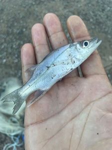Atlantic Snook