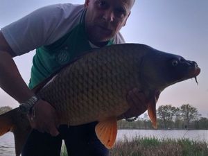 Common Carp