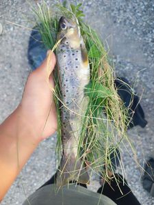 Brown Trout