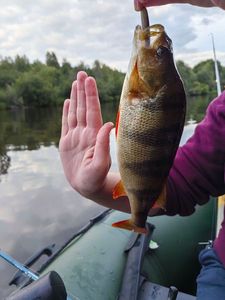 European Perch