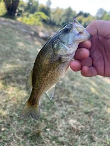 Largemouth Bass