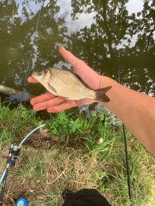 Crucian Carp