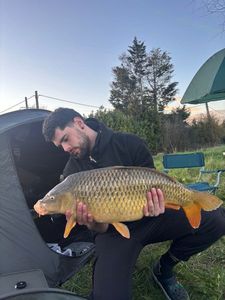 Common Carp