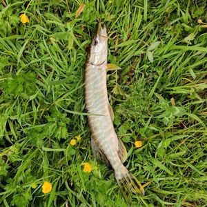 Northern Pike