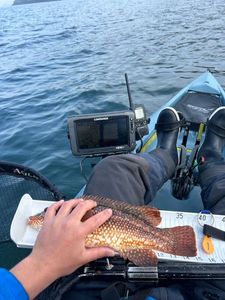 Ballan Wrasse