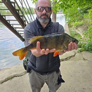 European Perch