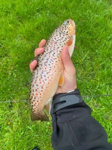 Brown Trout