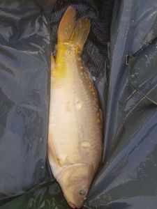 Leather Carp