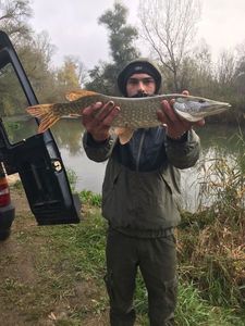 Northern Pike