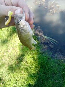 Largemouth Bass