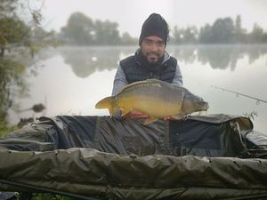 Common Carp