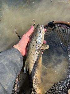 Brown Trout