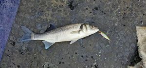 European Bass (Seabass)