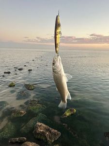 European Bass (Seabass)
