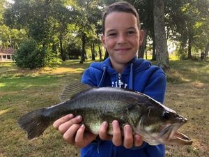 Largemouth Bass