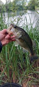 Smallmouth Bass