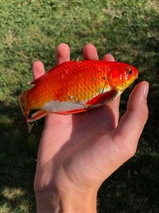 Crucian Carp