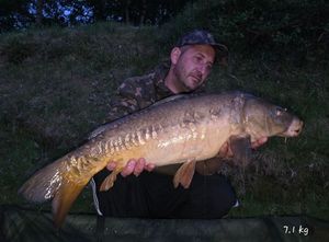 Mirror Carp