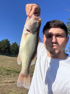 Largemouth Bass