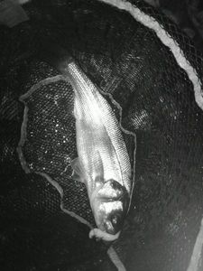 European Bass (Seabass)