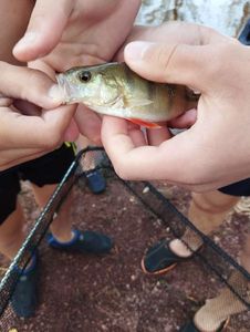 European Perch