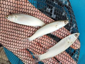 Thicklip Grey Mullet