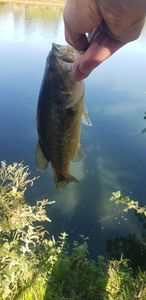Smallmouth Bass