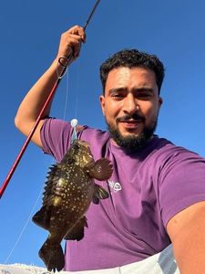 Brown Grouper (Dusky)