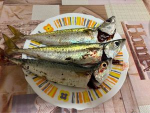 Mackerel